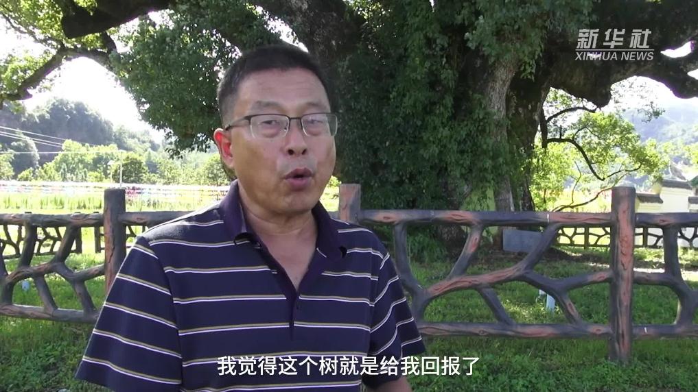 江西宜春：专家妙手回春 千年古樟重焕生机